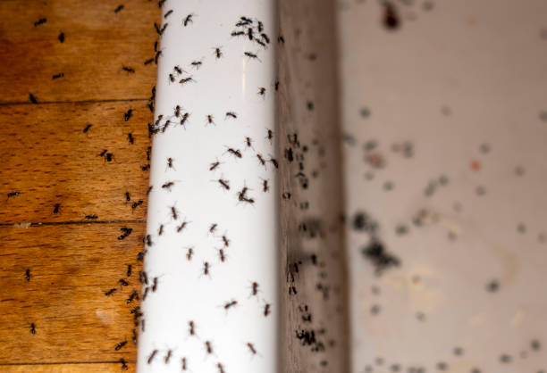 Best Ant Control Services  in Breaux Bridge, LA