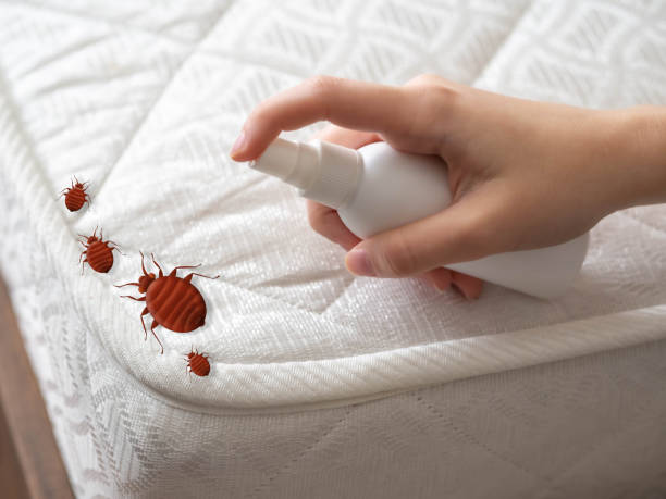 Best Emergency Pest Control  in Breaux Bridge, LA