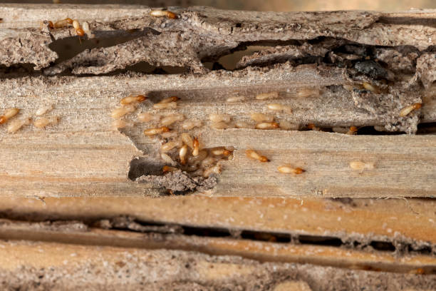 Best Local Pest Control Services  in Breaux Bridge, LA
